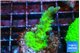 Acropora green purple tip 3-4 cm WYSIWYG acclimaté