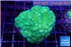 Pocillopora verrucosa toxic green 4-5 cm WYSIWYG acclimaté