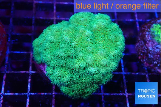 Pocillopora verrucosa toxic green 4-5 cm WYSIWYG acclimaté