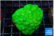Pocillopora verrucosa toxic green 4-5 cm WYSIWYG acclimaté