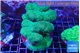 Pocillopora verrucosa toxic green 7-10 cm WYSIWYG acclimaté
