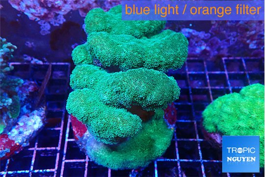Pocillopora verrucosa toxic green 7-10 cm WYSIWYG acclimaté