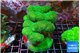 Pocillopora verrucosa toxic green 7-10 cm WYSIWYG acclimaté