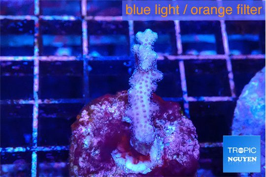 Seritopora pink purple Fijii 2-3 cm WYSIWYG acclimaté