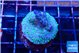 Acropora purple green 3-4 cm WYSIWYG acclimaté