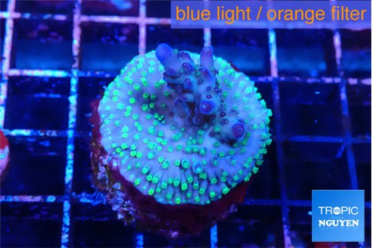 Acropora purple green 3-4 cm WYSIWYG acclimaté