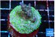 Acropora purple green 3-4 cm WYSIWYG acclimaté
