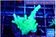 Acropora green 3-4 cm WYSIWYG acclimaté