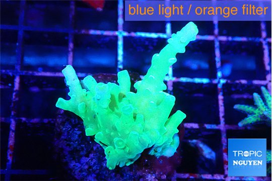 Acropora green 3-4 cm WYSIWYG acclimaté