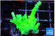 Acropora green 3-4 cm WYSIWYG acclimaté