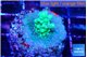 Acropora purple green 2-3 cm WYSIWYG acclimaté