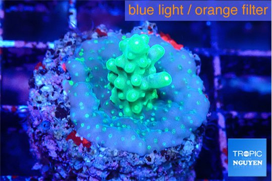 Acropora purple green 2-3 cm WYSIWYG acclimaté