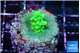 Acropora purple green 2-3 cm WYSIWYG acclimaté