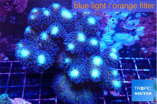 Stylophora milka 8-12 cm WYSIWYG acclimaté