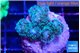 Pocillopora damicornis green & pink tip 2-3 cm WYSIWYG acclimaté