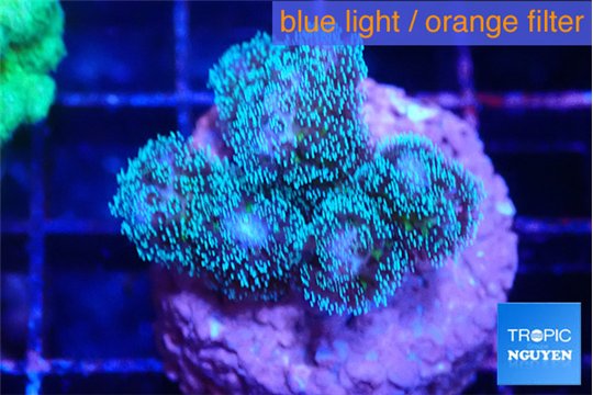 Pocillopora damicornis green & pink tip 2-3 cm WYSIWYG acclimaté