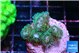 Pocillopora damicornis green & pink tip 2-3 cm WYSIWYG acclimaté