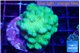 Pocillopora verrucosa toxic green 3-5 cm WYSIWYG acclimaté