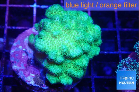Pocillopora verrucosa toxic green 3-5 cm WYSIWYG acclimaté