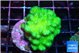 Pocillopora verrucosa toxic green 3-5 cm WYSIWYG acclimaté