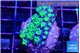 Galaxea neon green 3-4 cm WYSIWYG acclimaté