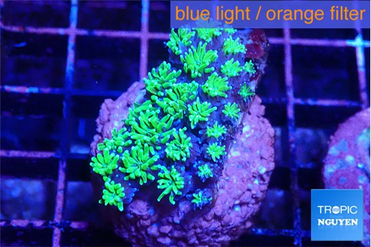 Galaxea neon green 3-4 cm WYSIWYG acclimaté