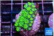 Galaxea neon green 3-4 cm WYSIWYG acclimaté
