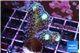 Stylophora milka 3-5 cm WYSIWYG acclimaté