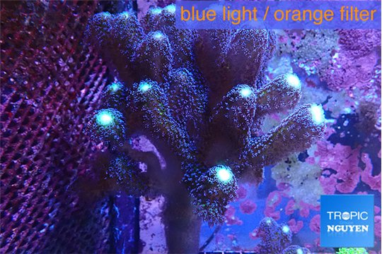 Stylophora milka 9-14 cm WYSIWYG acclimaté