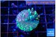 Acropora caroliniana banana zebra 2-3 cm WYSIWYG acclimaté