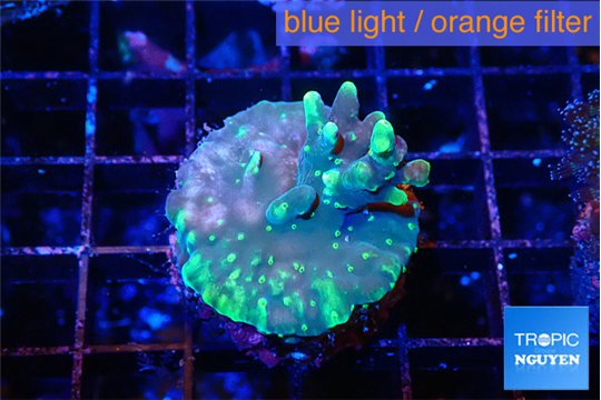 Acropora caroliniana banana zebra 2-3 cm WYSIWYG acclimaté