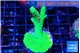 Acropora neon green 3-5 cm WYSIWYG acclimaté