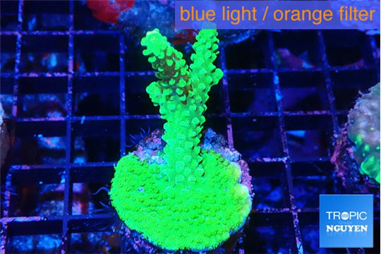 Acropora neon green 3-5 cm WYSIWYG acclimaté