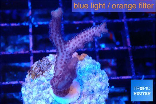 Seritopora pink purple Fijii 2 cm WYSIWYG acclimaté