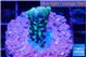 Montipora incredible hulk 2 cm WYSIWYG acclimaté