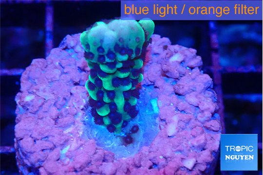 Montipora incredible hulk 2 cm WYSIWYG acclimaté