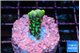 Montipora incredible hulk 2 cm WYSIWYG acclimaté