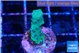 Acropora green 2 cm WYSIWYG acclimaté