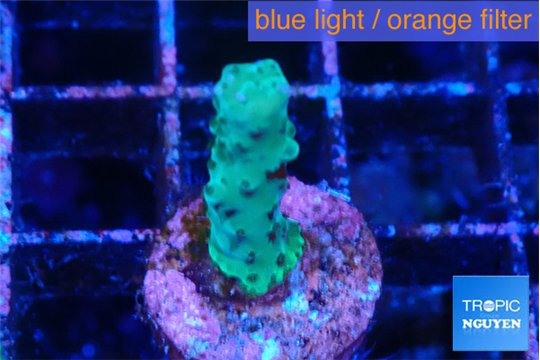 Acropora green 2 cm WYSIWYG acclimaté