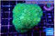 Pocillopora verrucosa toxic green 3-5 cm WYSIWYG acclimaté