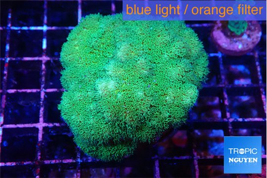 Pocillopora verrucosa toxic green 3-5 cm WYSIWYG acclimaté