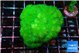 Pocillopora verrucosa toxic green 3-5 cm WYSIWYG acclimaté