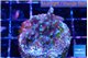 Acropora carduus green polyps deep water 2-3 cm WYSIWYG acclimaté