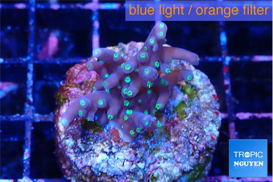 Acropora carduus green polyps deep water 2-3 cm WYSIWYG acclimaté