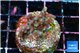 Acropora carduus green polyps deep water 2-3 cm WYSIWYG acclimaté