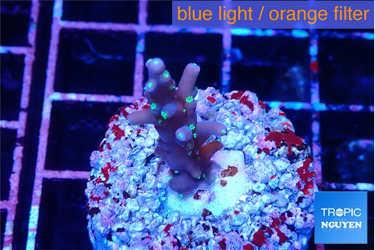 Acropora carduus green polyps deep water 2 cm WYSIWYG acclimaté