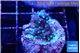 Acropora carduus green polyps deep water 2-3 cm WYSIWYG acclimaté