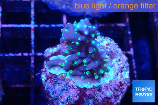 Acropora carduus green polyps deep water 2-3 cm WYSIWYG acclimaté