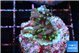 Acropora carduus green polyps deep water 2-3 cm WYSIWYG acclimaté