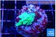 Acropora green 2-3 cm WYSIWYG acclimaté